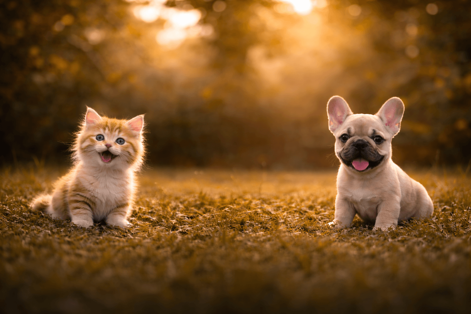 Pets background